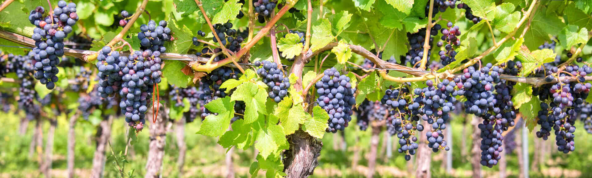 Incentive-Reise nach Bordeaux
